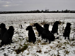 dogs in snow