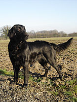 Flatcoat Retriever