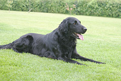 Dram, flatcoat retriever, sire