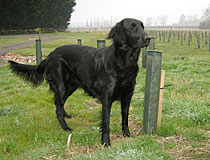 Flatcoat Retriever