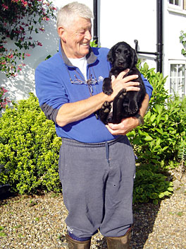 Flatcoat retriever puppies at 1 week old