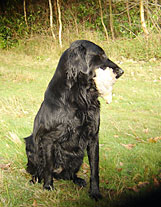 Flatcoat Retriever