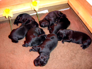 Flatcoat retriever puppies at 1 week old