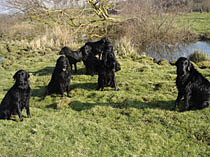 group of flatcoat retrievers