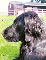 Flatcoat Retriever