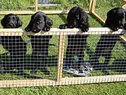 Flatcoat retriever puppies