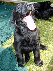 flatcoated retriever pup