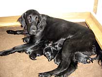 retriever with pups