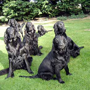 flatcoat retrievers