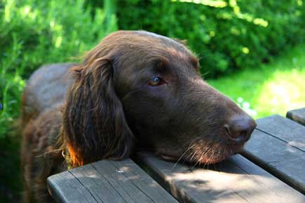 flatcoat retrievers