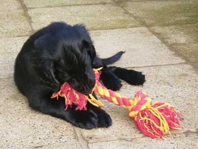 flatcoat retrievers