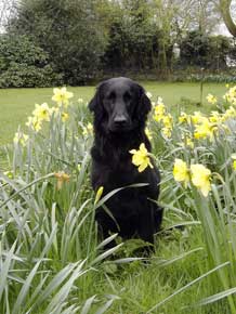 flatcoat retrievers