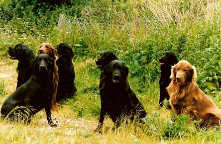 flatcoat retrievers