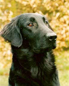 flatcoat retrievers