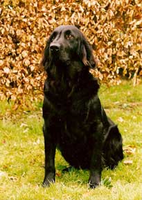 flatcoat retrievers