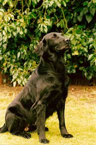 flatcoat retrievers