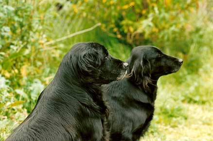 flatcoat retrievers