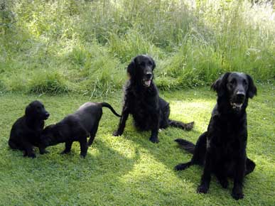 flatcoat retrievers