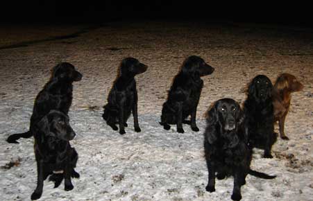 flatcoat retrievers