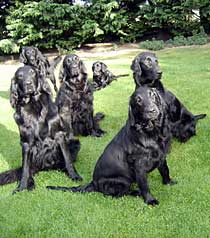group of flatcoat retrievers