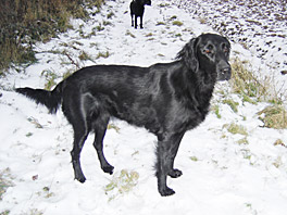 Jade - flatcoat retriever at 20 months