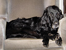 retriever