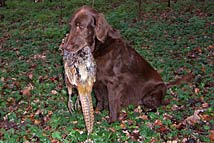 retriever with pheasant