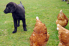 Flatcoat Retriever