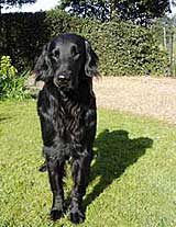 Flatcoat Retriever