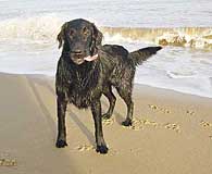 Flatcoat Retriever