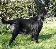 Flatcoat Retriever